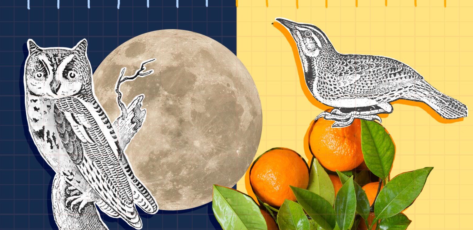 Mixed media illustration of night owl and early bird with moon and oranges