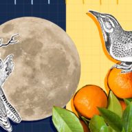 Mixed media illustration of night owl and early bird with moon and oranges