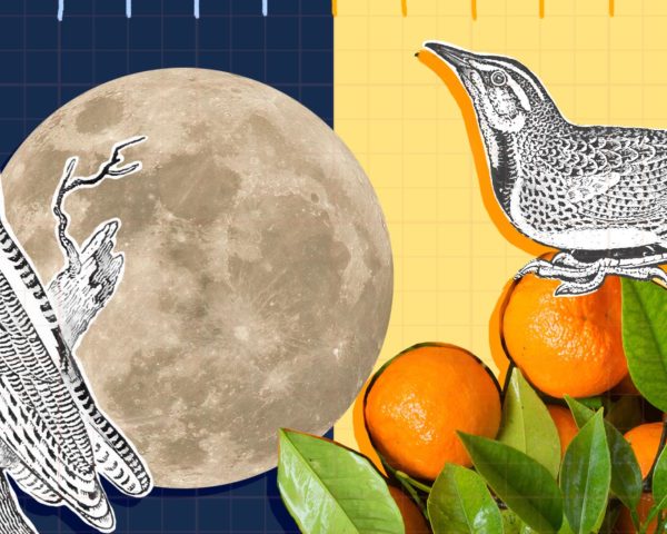 Mixed media illustration of night owl and early bird with moon and oranges