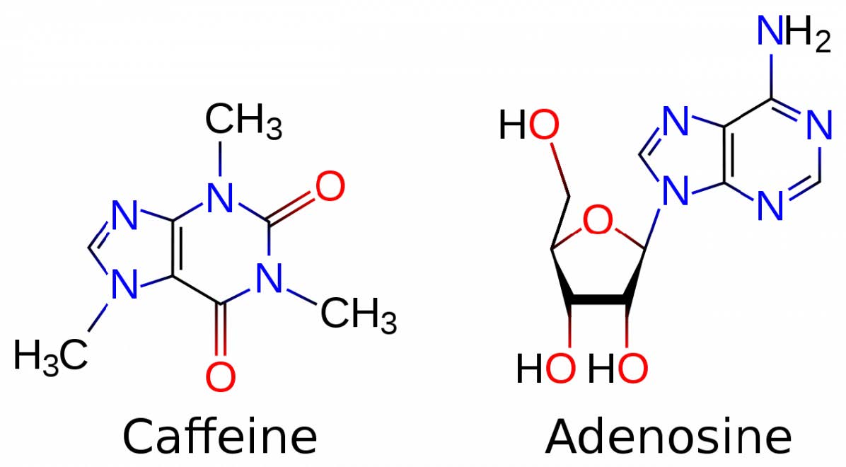caffeine_adenosine