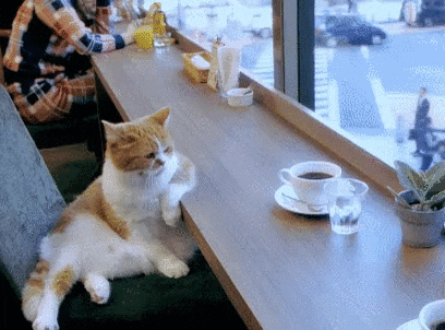 cat in cafe