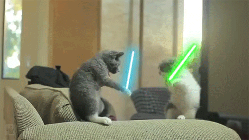 cats_fighting