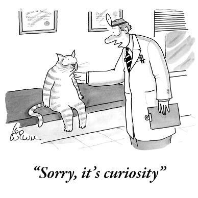 curiosity-cat