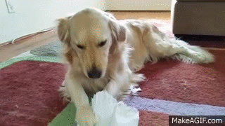 dog-eating-homework