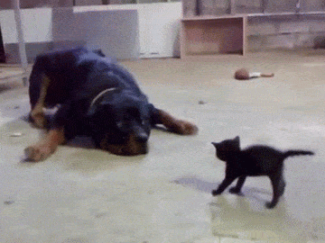 GIF of cat and dog fighting