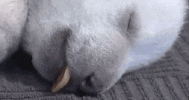 Napping baby animal