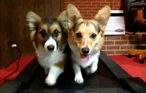 dogs on treadmill