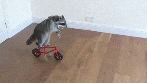 Raccoon Bicycle GIF