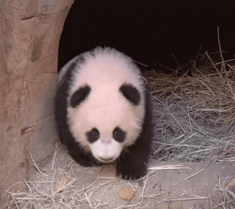panda baby steps