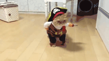 pirate-cat