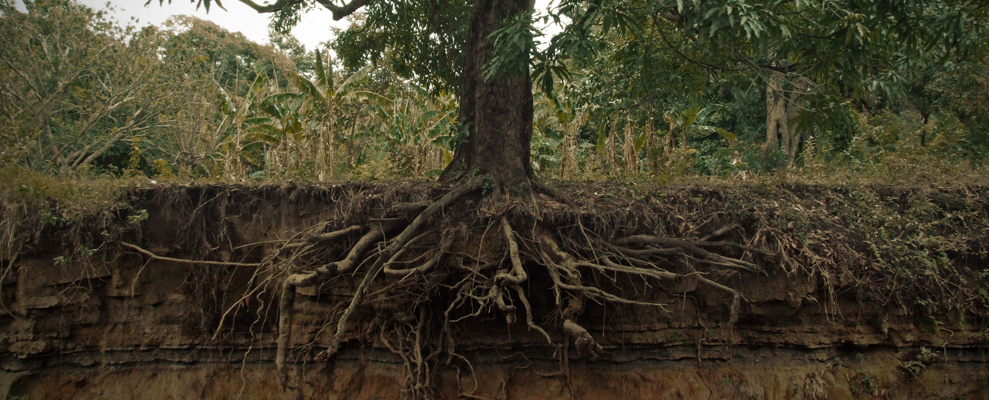 roots